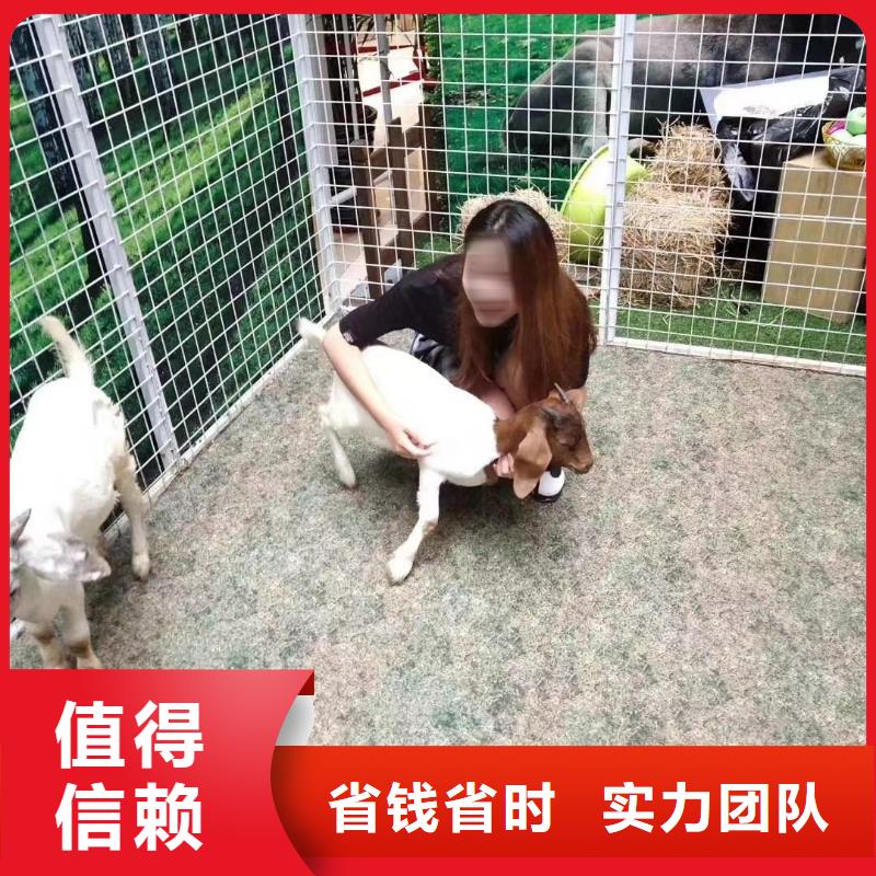 馬戲團(tuán)/羊駝馬戲團(tuán)表演出租租賃靠譜商家