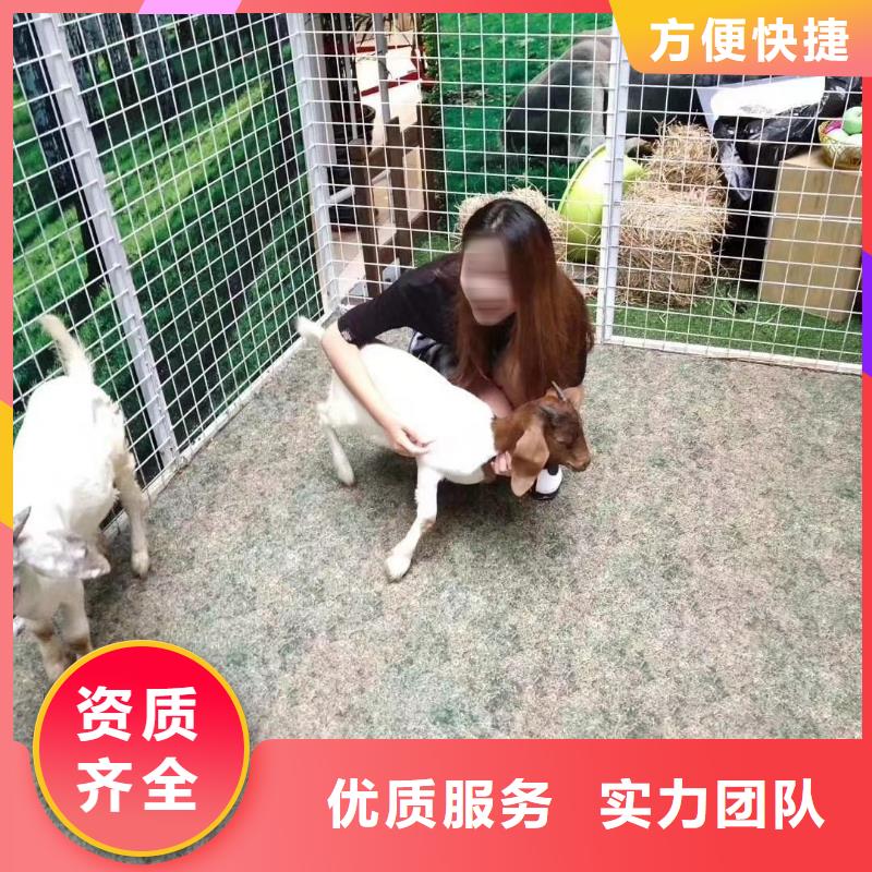 馬戲團/羊駝,出租馬戲團表演良好口碑