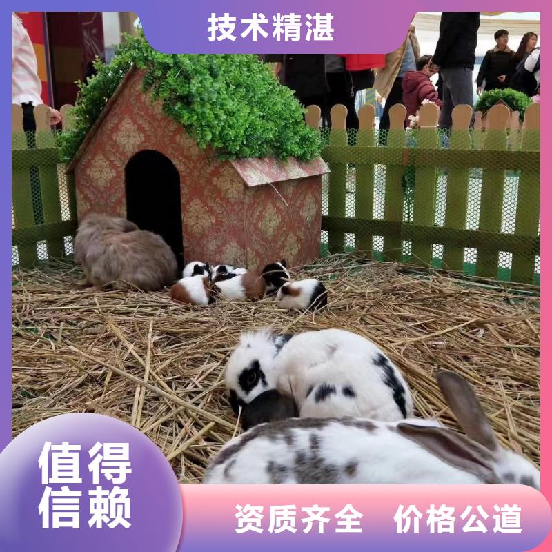 马戏团/羊驼,美人鱼表演出租专业品质
