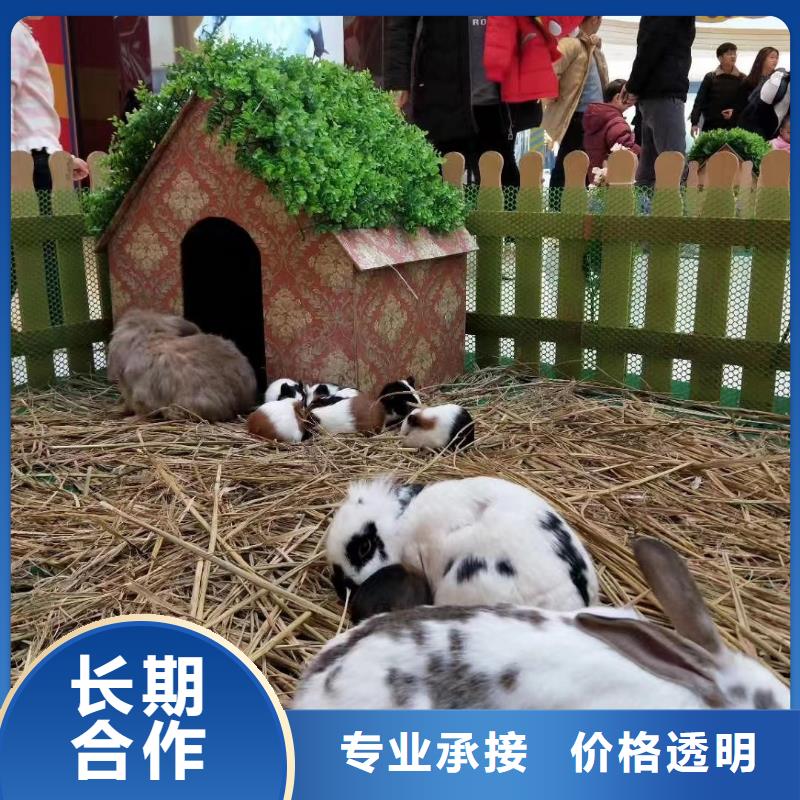 馬戲團/羊駝_馬戲表演信譽良好