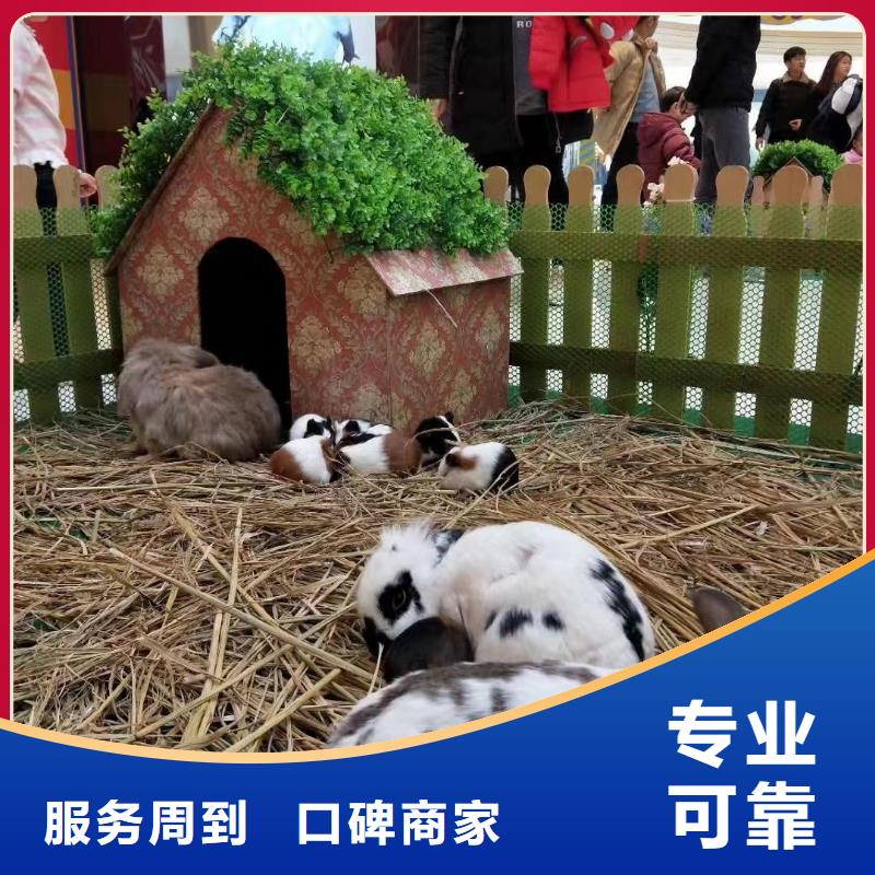 【馬戲團(tuán)/羊駝_【活體羊駝租賃】實(shí)力強(qiáng)有保證】