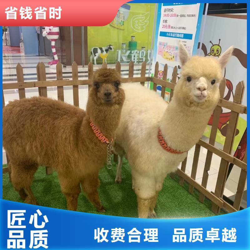 馬戲團(tuán)/羊駝-鸚鵡表演講究信譽