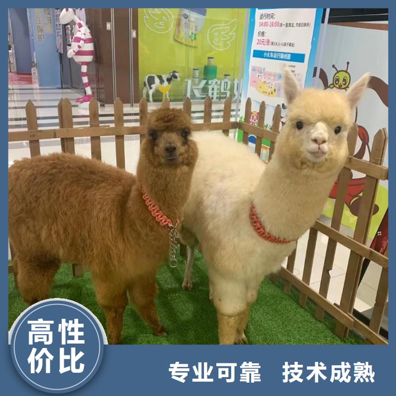 馬戲團(tuán)/羊駝吉祥百鳥展良好口碑