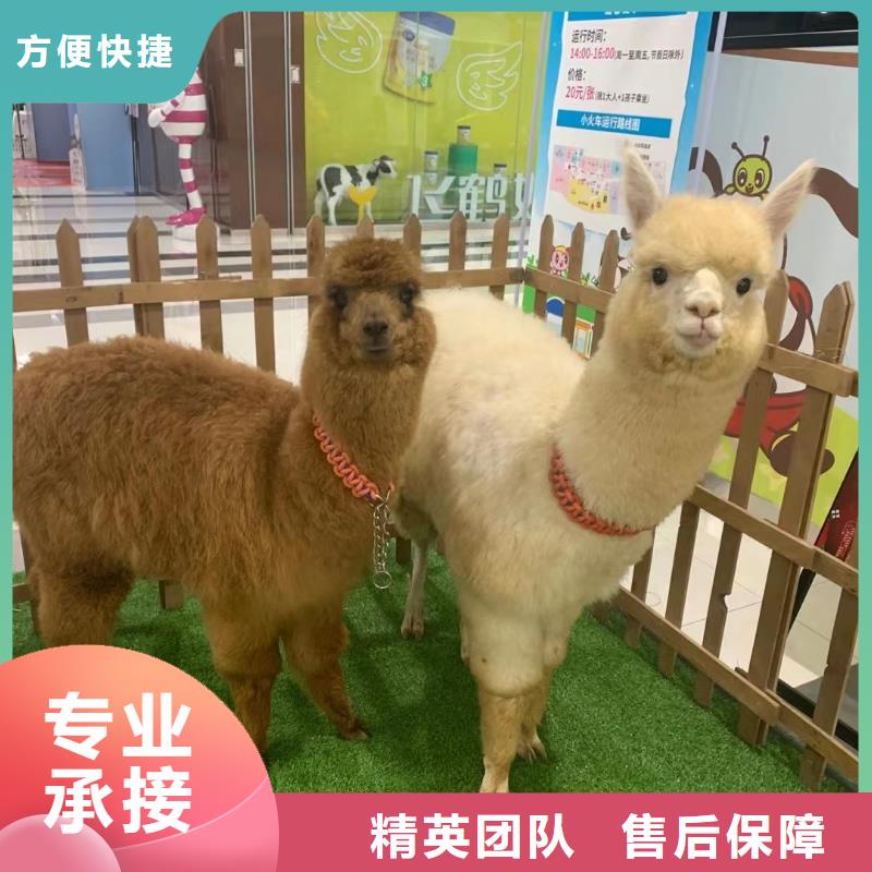 马戏团/羊驼 出租羊驼良好口碑