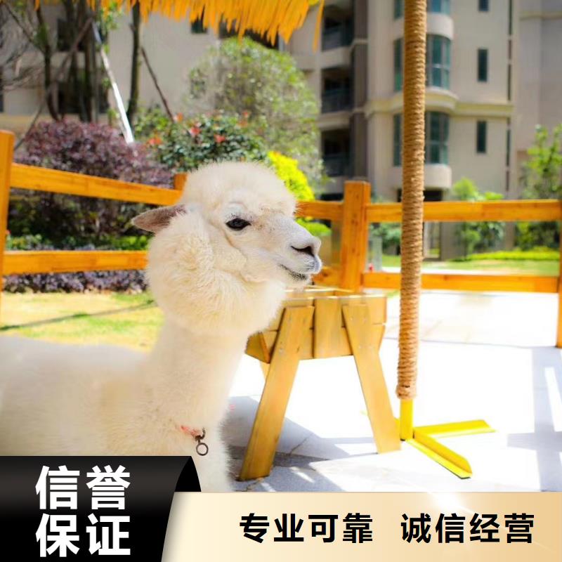 馬戲團/羊駝【【美人魚出租演出】】價格透明