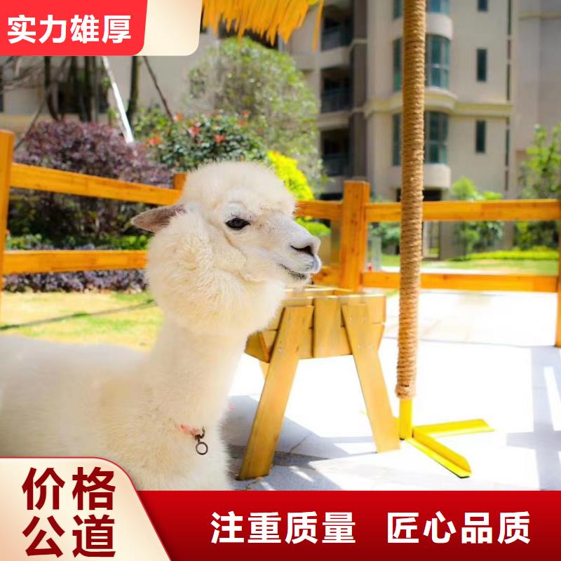 动物表演出租