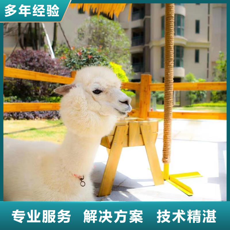 马戏团/羊驼 鹦鹉表演出租专业公司
