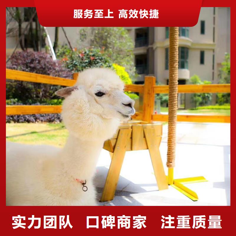 馬戲團(tuán)/羊駝,出租羊駝專(zhuān)業(yè)可靠