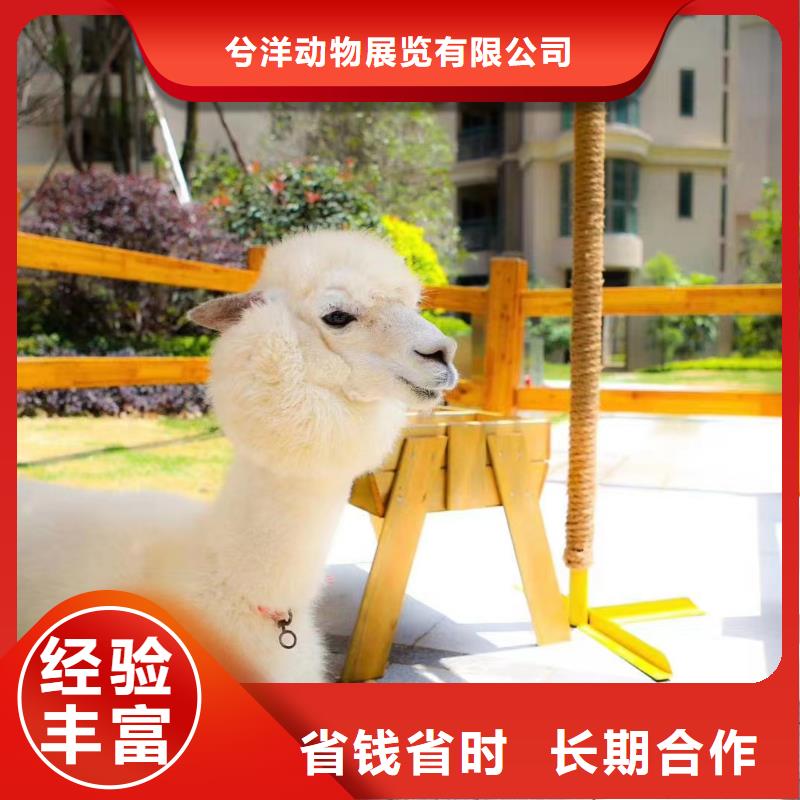 馬戲團(tuán)/羊駝企鵝出租齊全