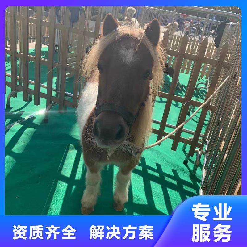 馬戲團(tuán)/羊駝_馬戲團(tuán)表演值得信賴