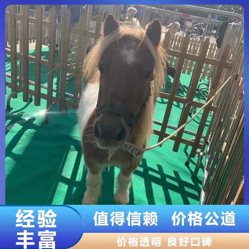 【馬戲團/羊駝羊駝出租品質(zhì)服務】