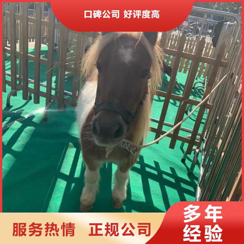 马戏团/羊驼,【出租企鹅表演】解决方案
