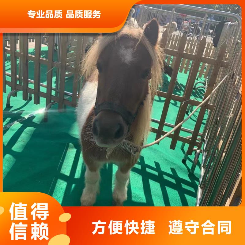 馬戲團(tuán)/羊駝 企鵝租賃信譽(yù)保證
