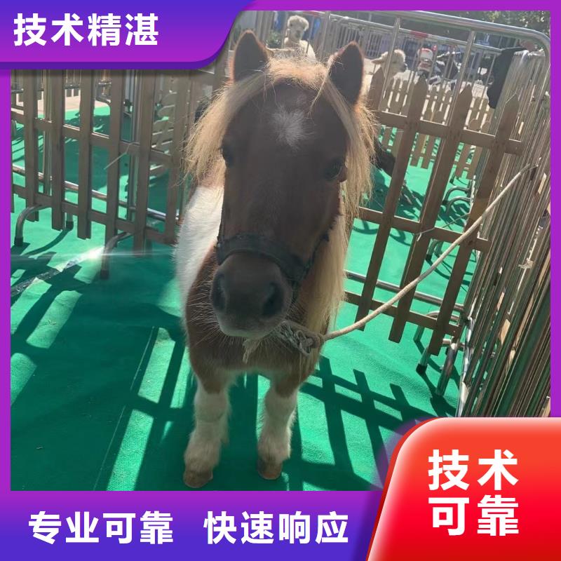 馬戲團(tuán)/羊駝出租企鵝實力商家