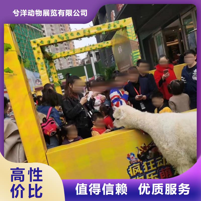 馬戲團/羊駝_小馬戲出租質(zhì)量保證