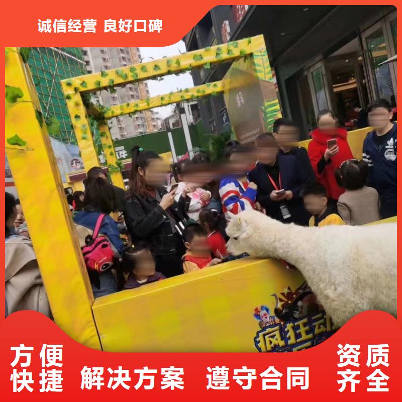 馬戲團(tuán)/羊駝出租馬戲團(tuán)表演2025公司