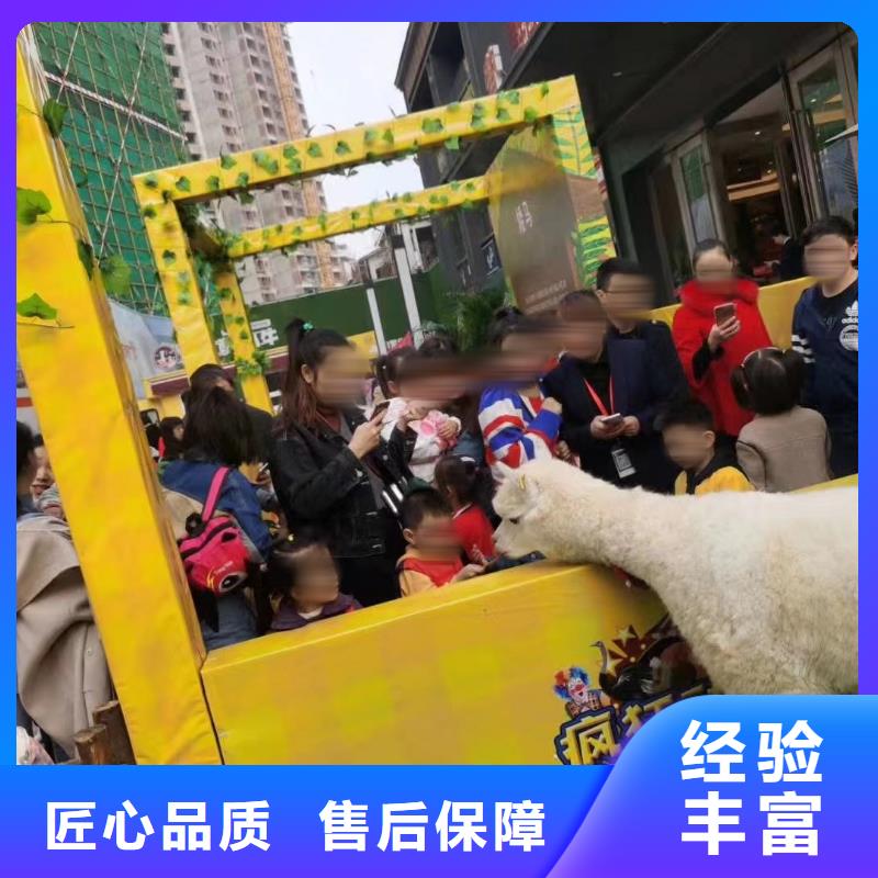 马戏团/羊驼,鹦鹉表演租赁省钱省时