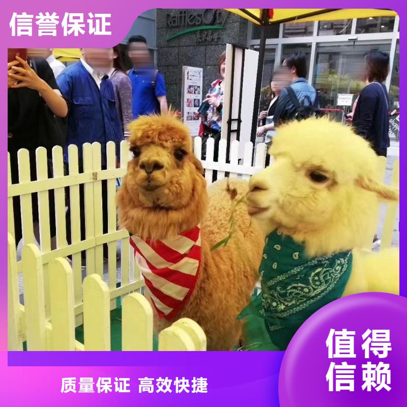 馬戲團/羊駝-【美人魚表演出租】質(zhì)量保證