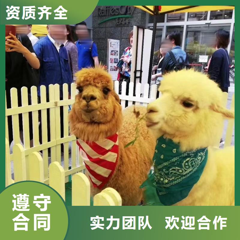 馬戲團(tuán)/羊駝羊駝出租專業(yè)團(tuán)隊(duì)