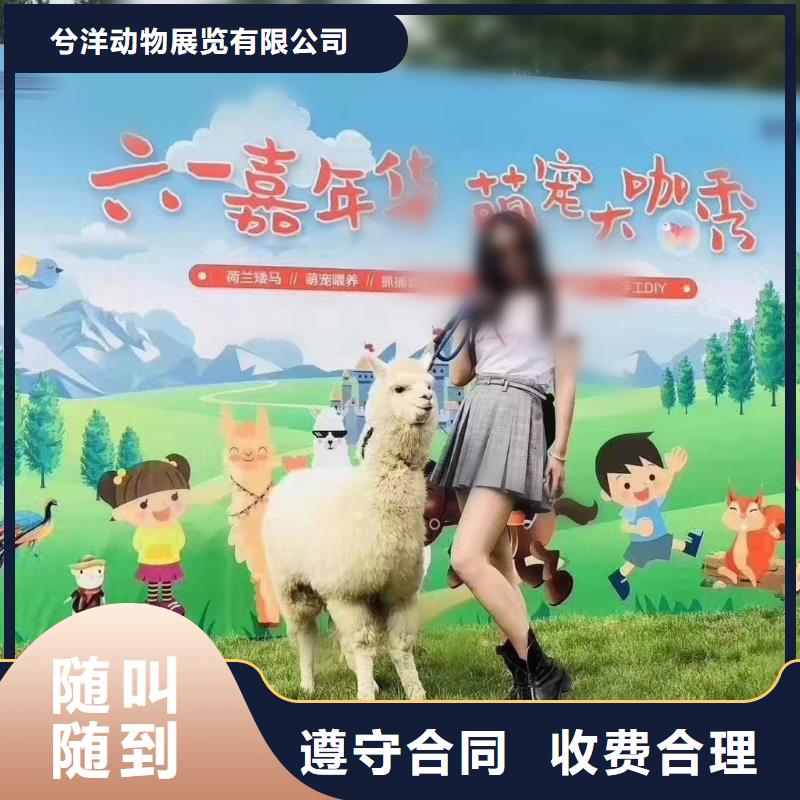 馬戲團(tuán)/羊駝雜技表演租賃服務(wù)優(yōu)質(zhì)服務(wù)