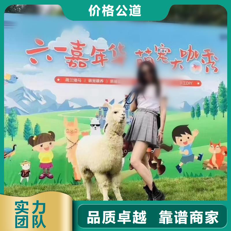 马戏团/羊驼,马戏团表演出租租赁多家服务案例