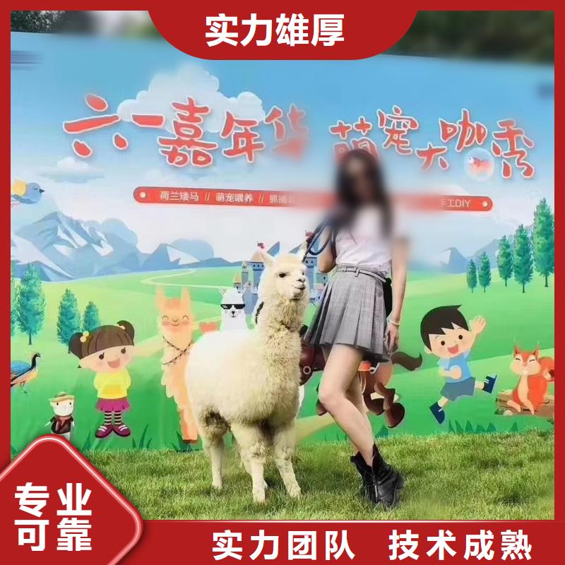 马戏团/羊驼马戏团表演出租租赁注重质量