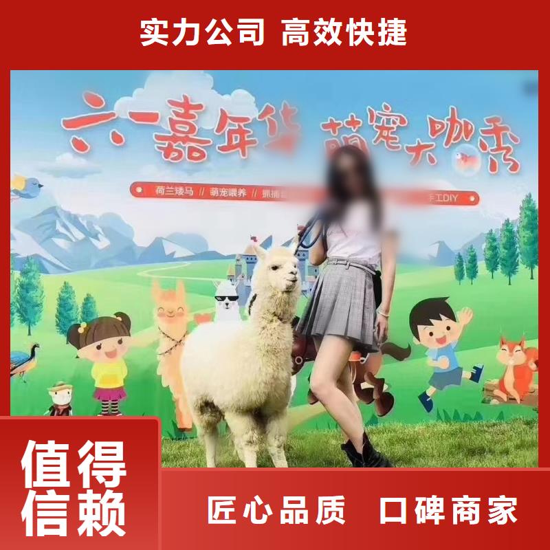 马戏团/羊驼出租企鹅实力商家