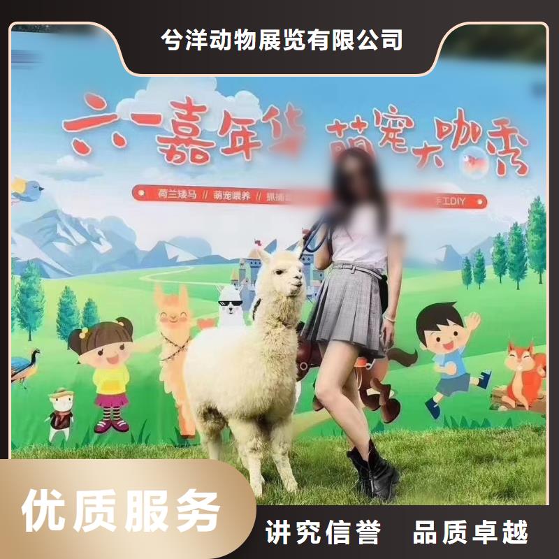 【馬戲團/羊駝羊駝出租品質(zhì)服務(wù)】