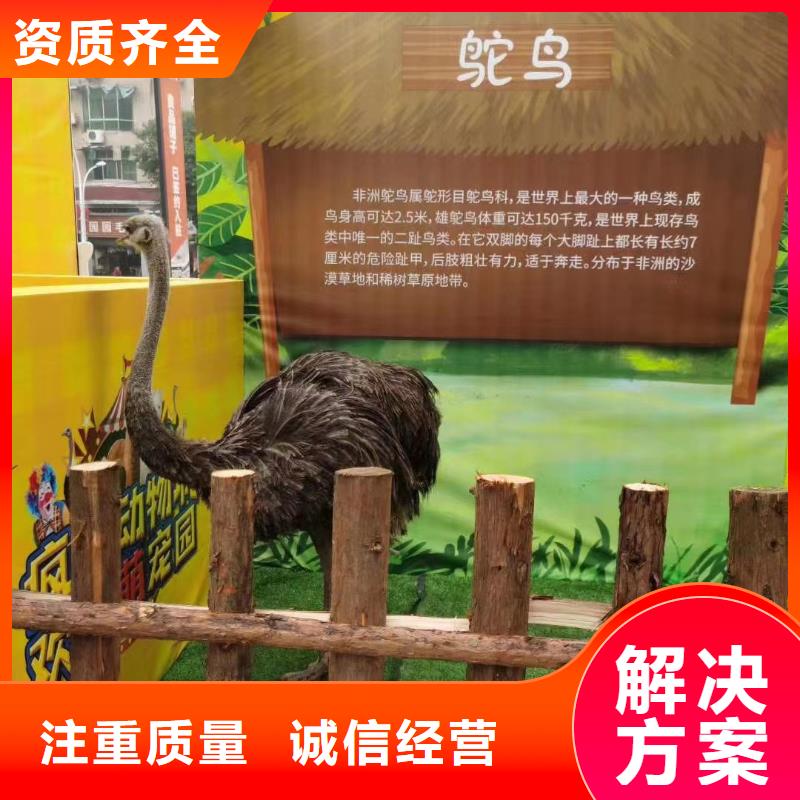 马戏团/羊驼-美人鱼表演技术好