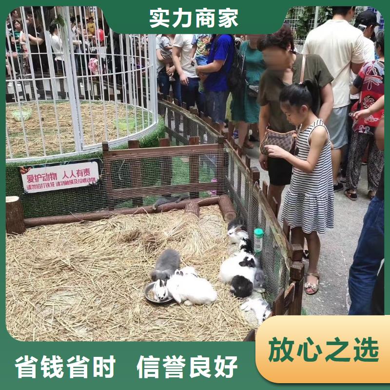 馬戲團/羊駝動物表演出租先進的技術