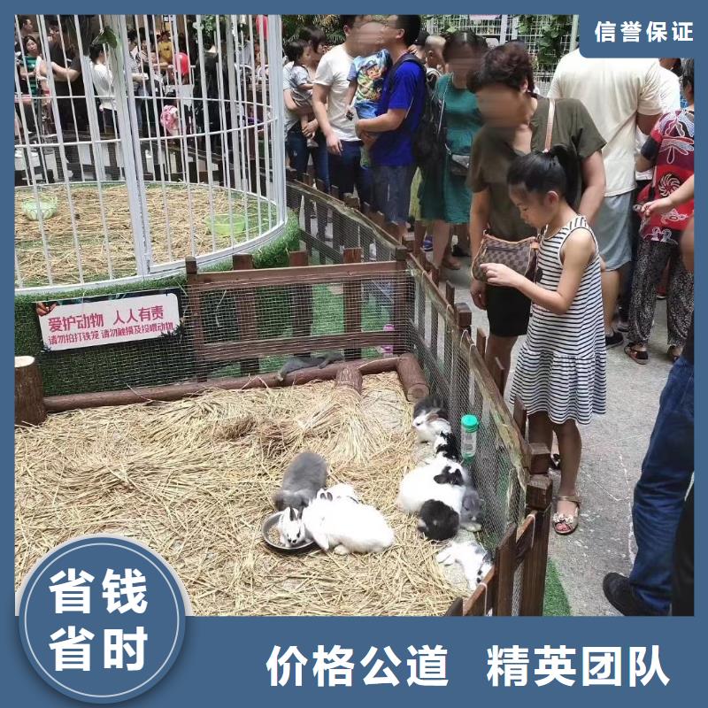 馬戲團(tuán)/羊駝【企鵝表演】匠心品質(zhì)