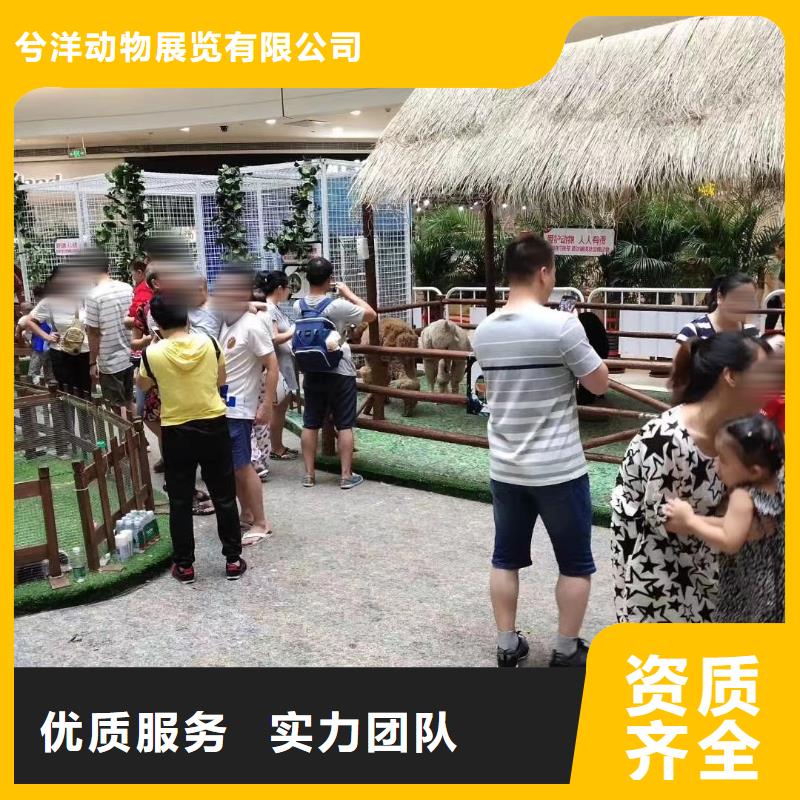 馬戲團(tuán)/羊駝草泥馬羊駝租賃知名公司