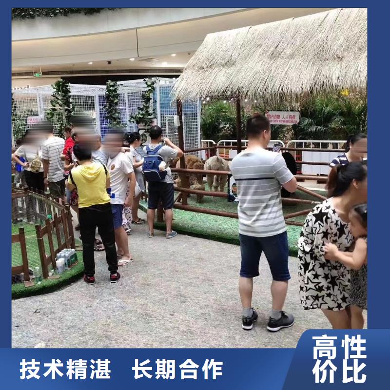 馬戲團(tuán)/羊駝美人魚(yú)表演品質(zhì)卓越