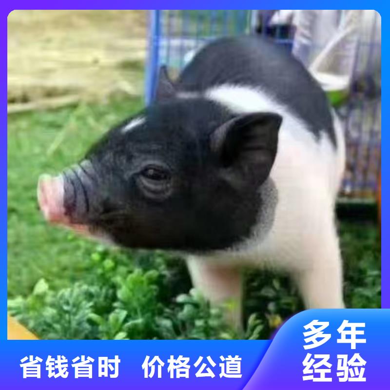 馬戲團(tuán)/羊駝動(dòng)物表演出租先進(jìn)的技術(shù)