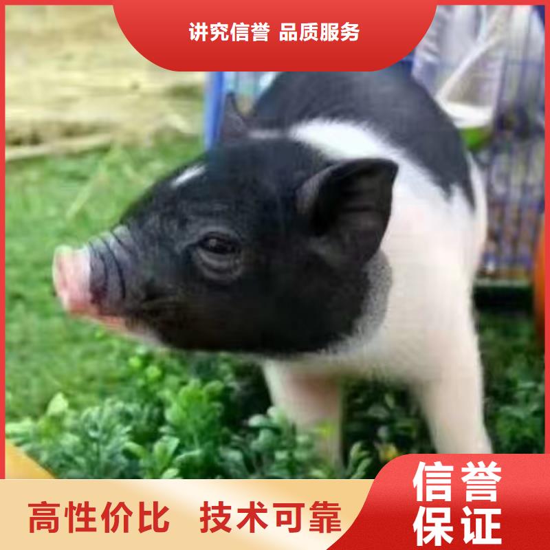 马戏团/羊驼-马戏团表演多年经验