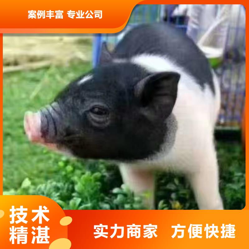 【马戏团/羊驼】【出租企鹅表演】正规团队