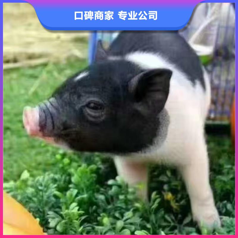 馬戲團/羊駝企鵝出租表演正規(guī)