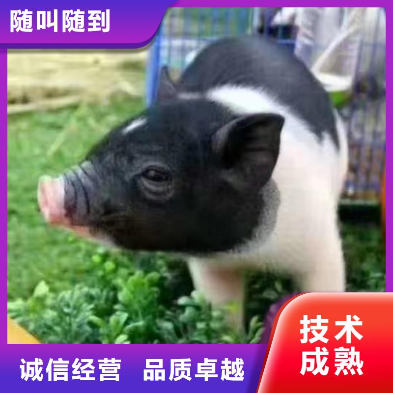 馬戲團/羊駝海洋展租賃質(zhì)量保證