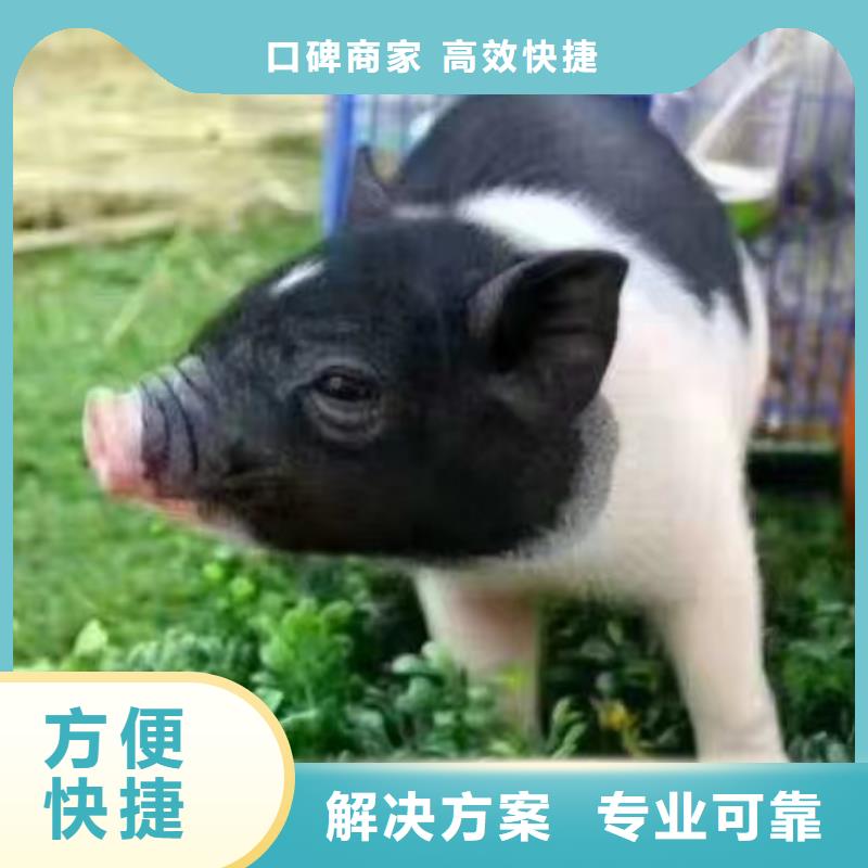 馬戲團(tuán)/羊駝馬戲團(tuán)表演出租租賃技術(shù)好
