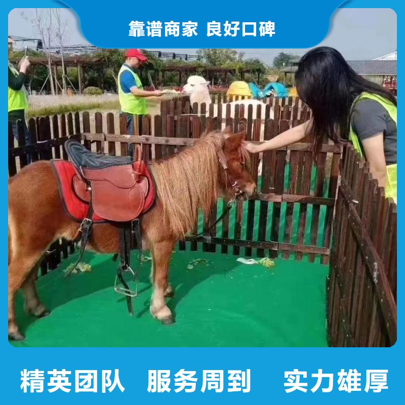 【馬戲團/羊駝】【企鵝表演】專業(yè)可靠