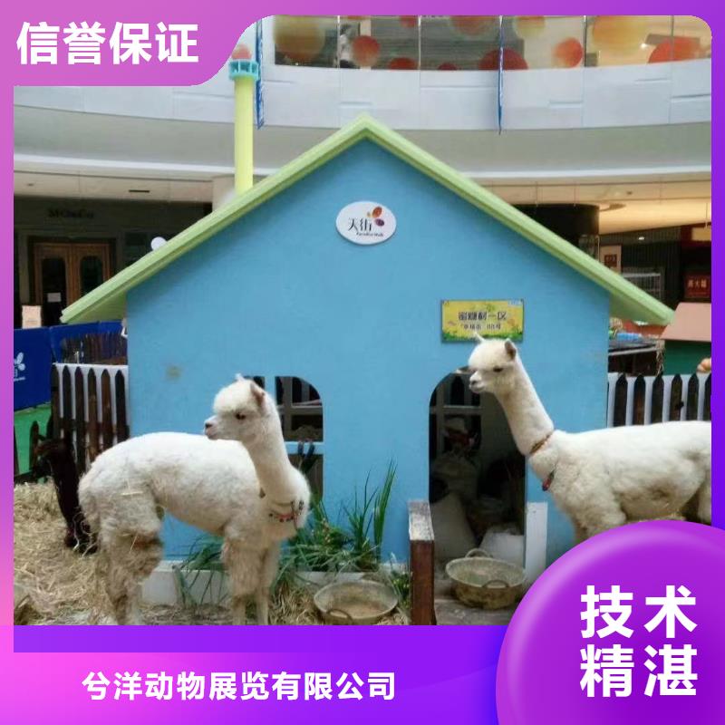 馬戲團(tuán)/羊駝草泥馬羊駝租賃技術(shù)好