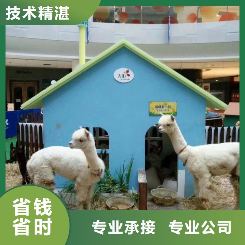 馬戲團/羊駝出租羊駝知名公司