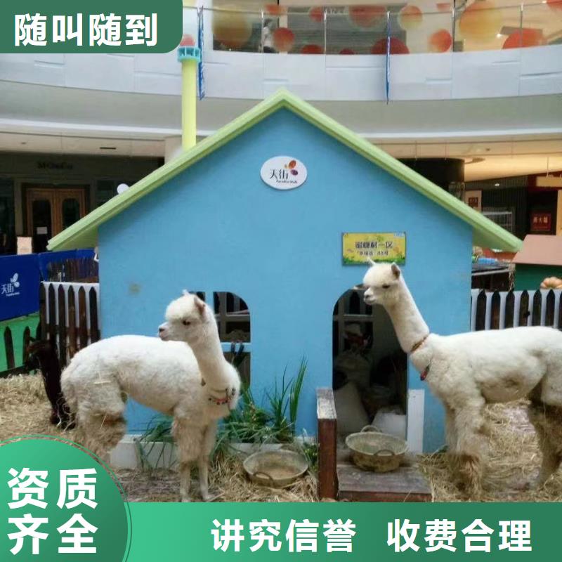 馬戲團/羊駝出租表演萌寵專業(yè)可靠