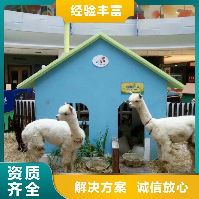 【馬戲團/羊駝】_出租馬戲團表演多年行業(yè)經(jīng)驗