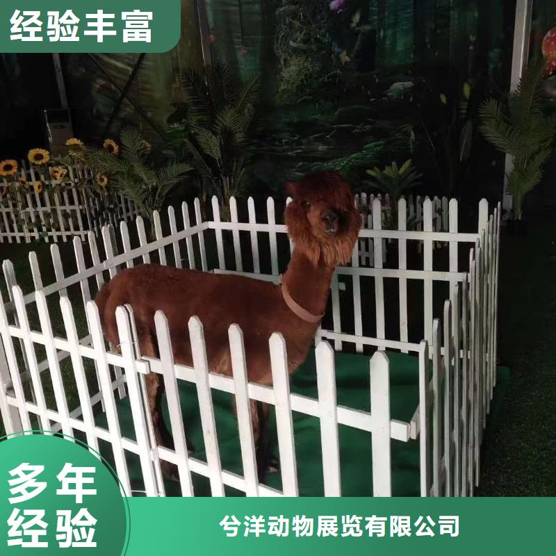 馬戲團/羊駝企鵝出租表演正規(guī)
