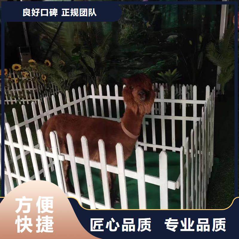 马戏团/羊驼动物表演省钱省时