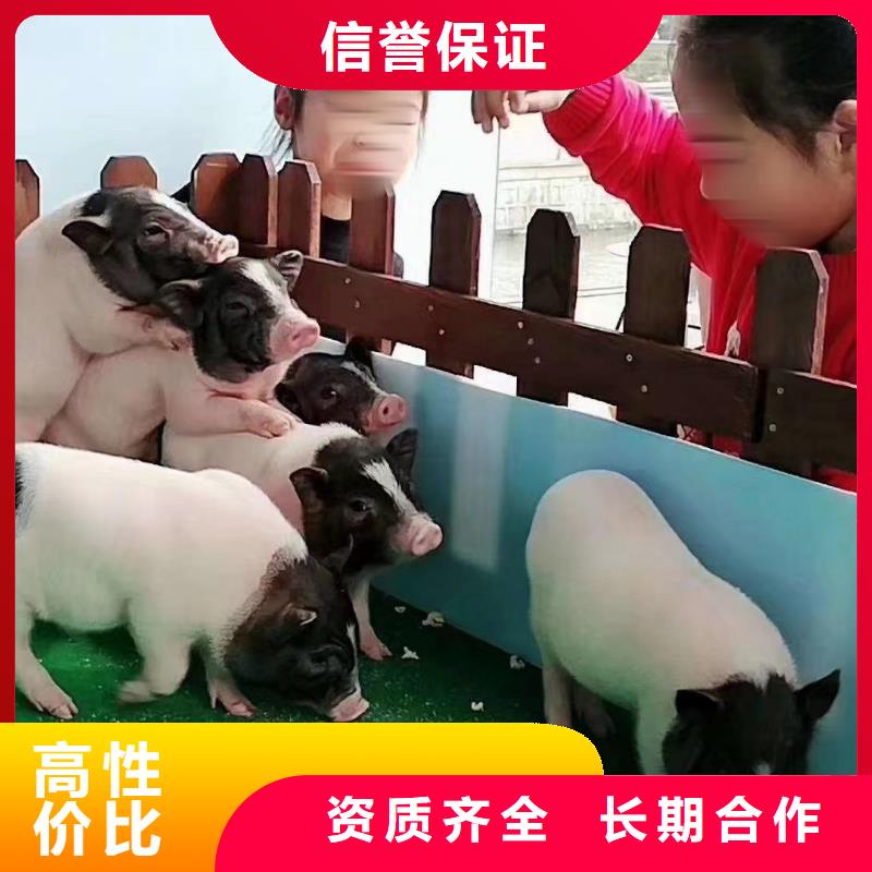 【馬戲團/羊駝動物雜技表演租賃公司】
