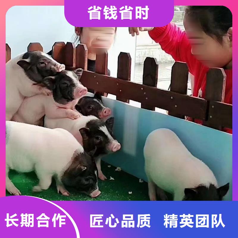 馬戲團/羊駝 出租動物表演技術好