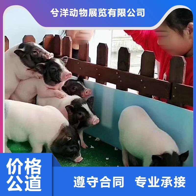 馬戲團/羊駝【海獅表演】有實力