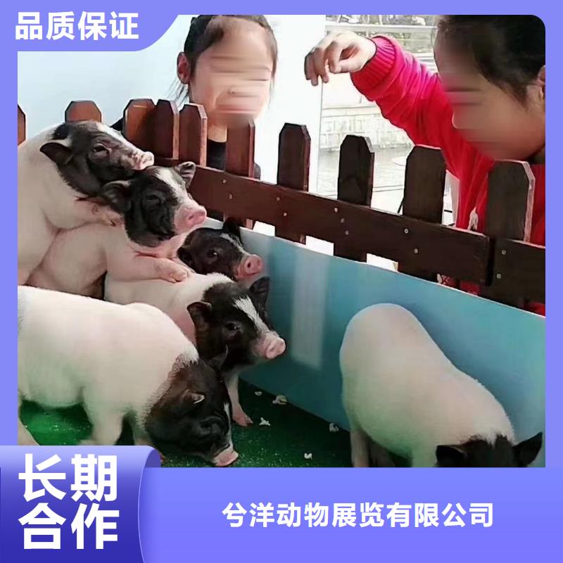 马戏团/羊驼出租表演萌宠专业可靠